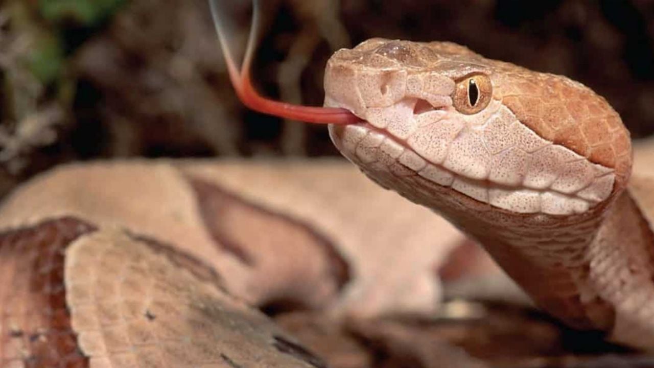 Peligrosa serpiente venenosa ataca al cazador “más desafortunado de EU”