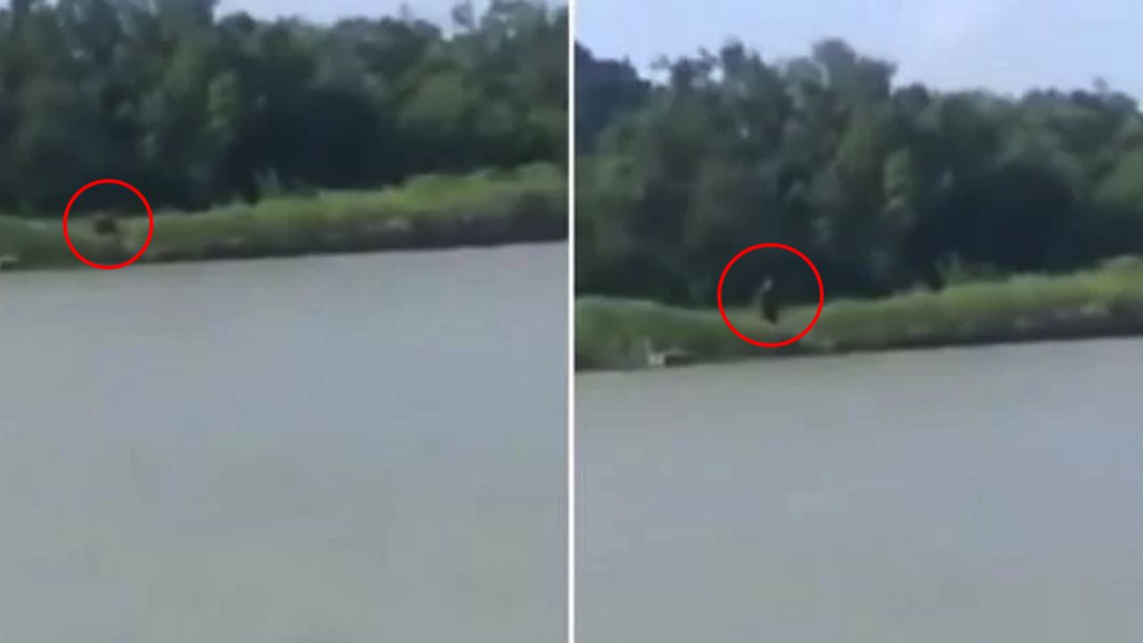 VIRAL: Extraña criatura “mitad humano y mitad perro” causa asombro