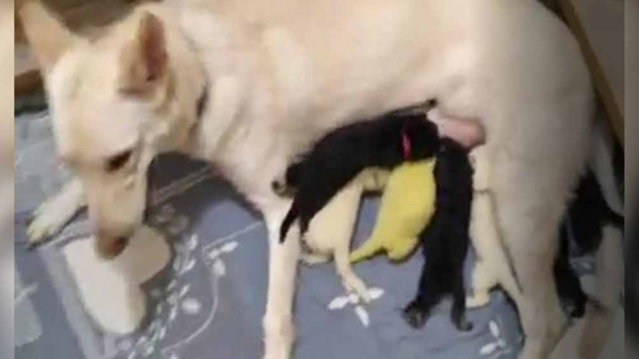 VIRAL: ¡Insólito! Cachorro ‘Hulk’ nace con brillante pelaje e impacta a su dueña
