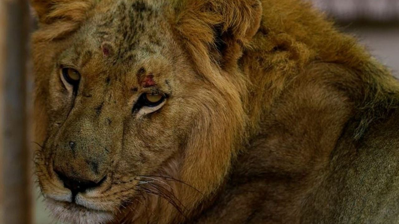 Hombre pide ayuda para leones en estado critico de desnutrición
