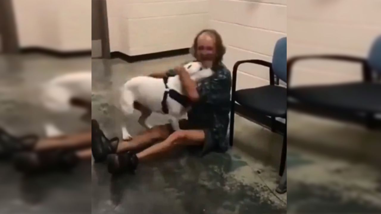 VIDEO: La emoción de un perro al reencontrarse con su dueño indigente
