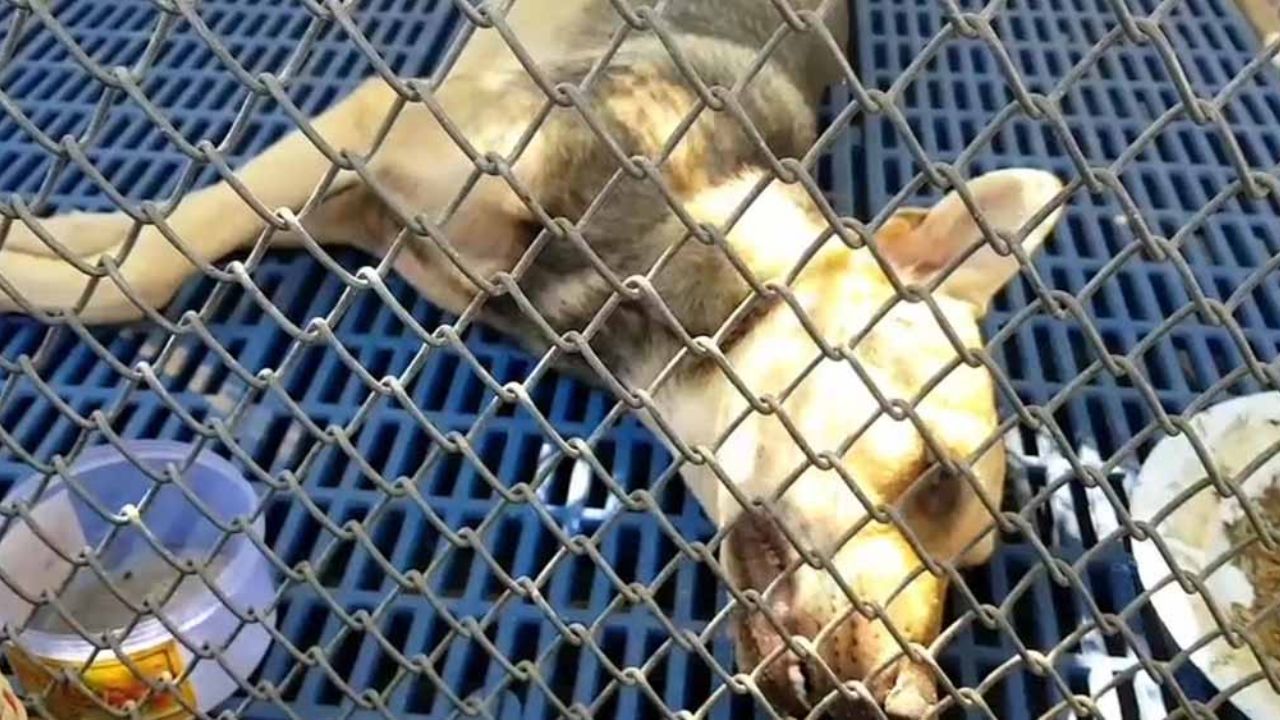 Vacaciones de terror: Niño es atacado por más de 12 perros en playa