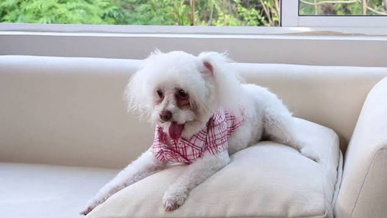 VIDEO: Juanpa Zurita y su familia dan el último adiós a Puca