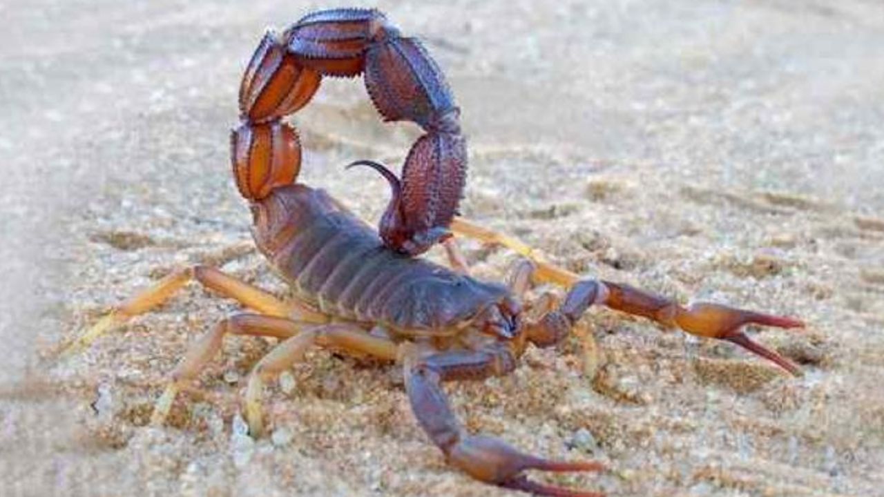 Niño de cuatro años cae en coma tras recibir la picadura de un alacrán