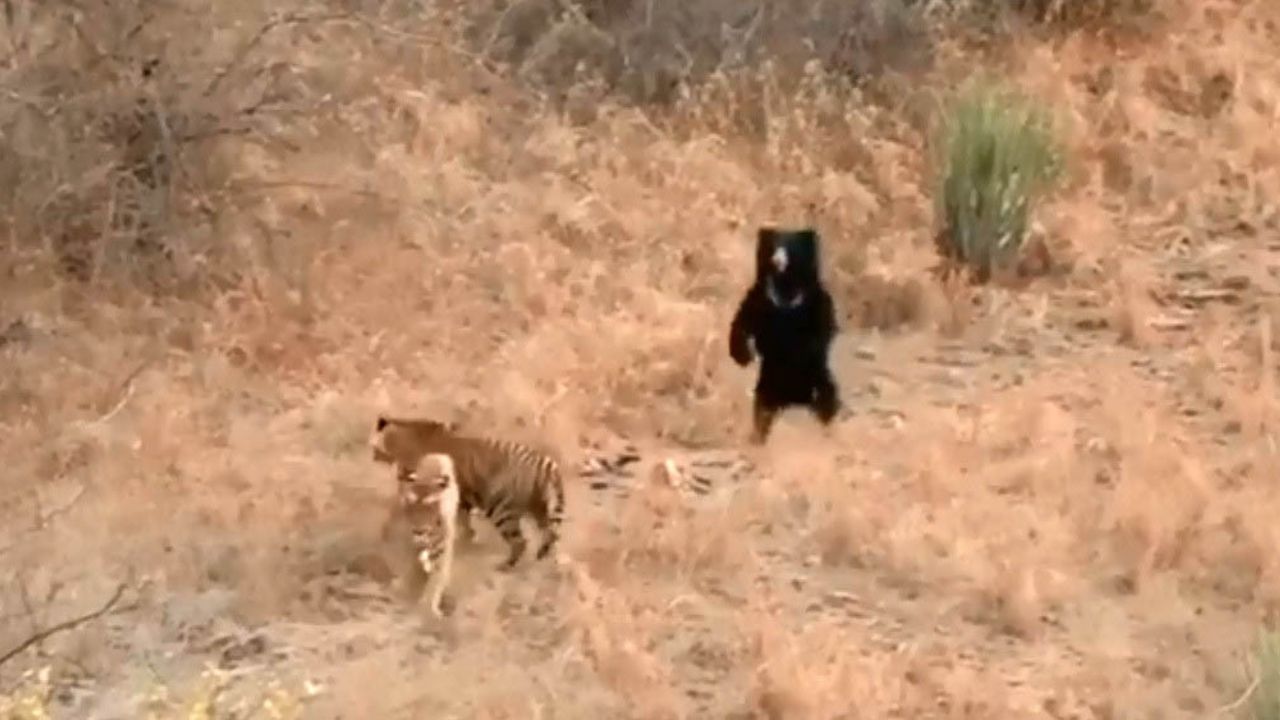 VIDEO: Oso perezoso y un tigre protagonizan una encarnizada pelea
