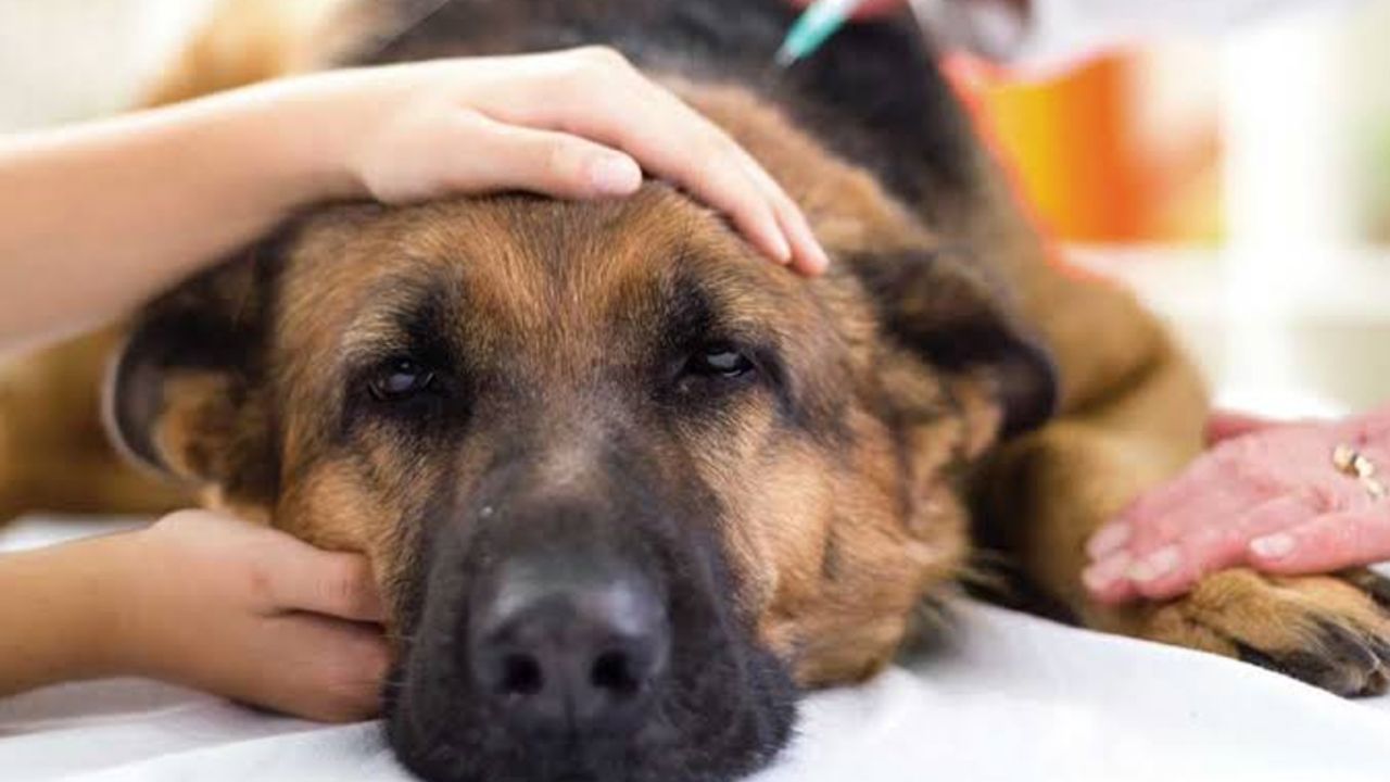 ¿Coronavirus en perros? Estos son los síntomas que podrían presentar