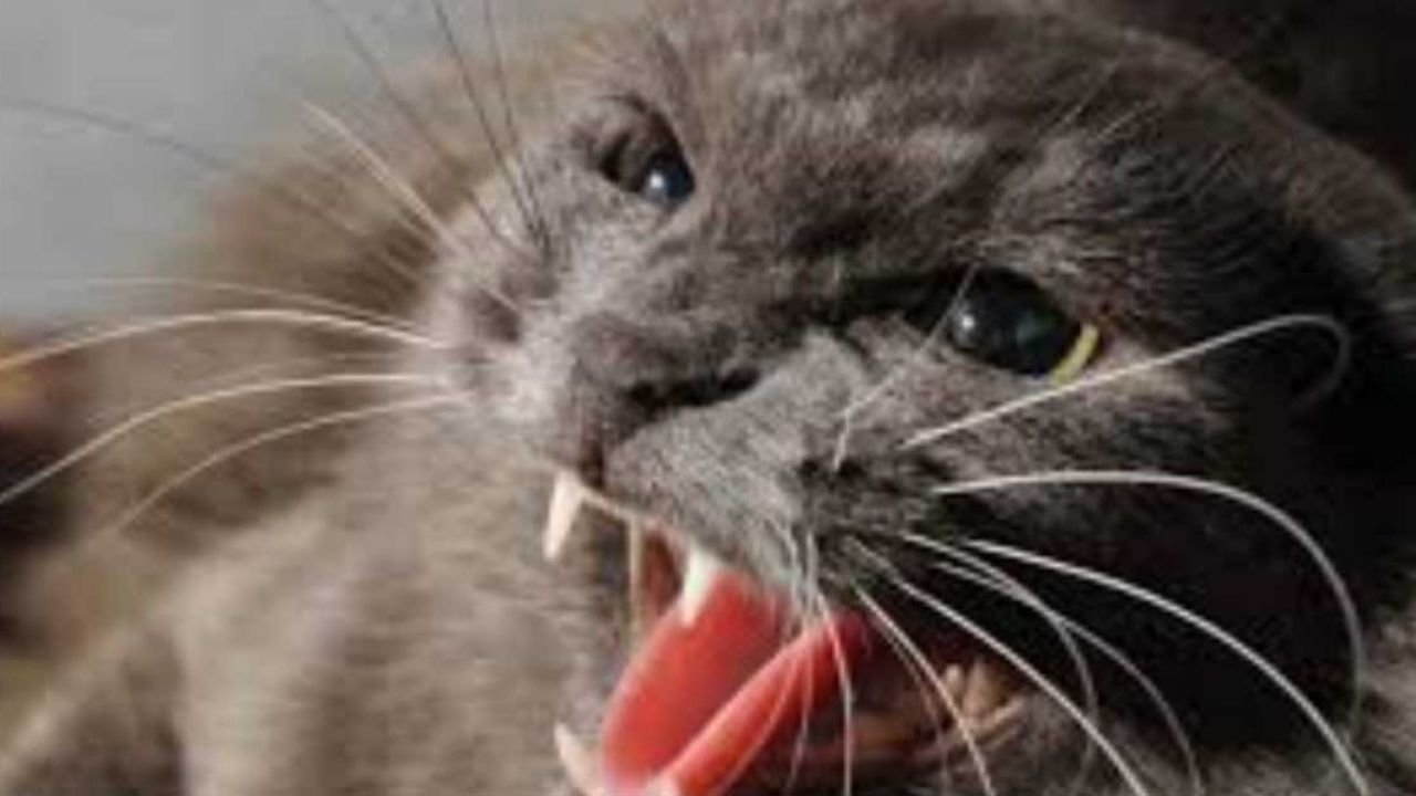 ¡Increíble! Furiosa gata encierra por dos días a su dueña en la cocina