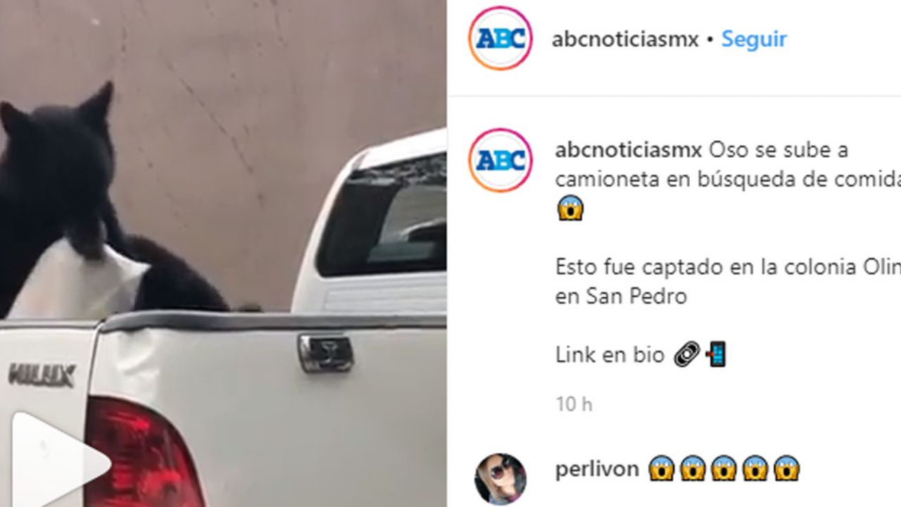 VIDEO: Oso ‘catea’ vehículo en NL en busca de comida y se hace viral
