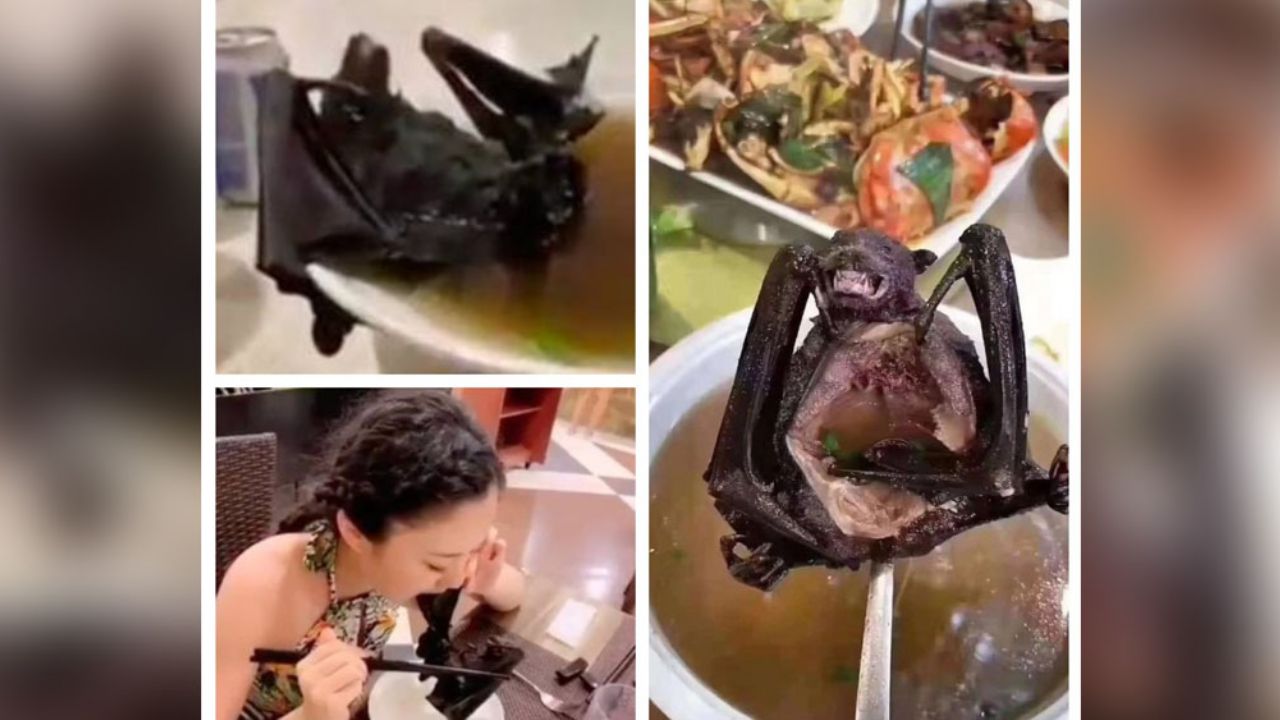 Víboras y sopa de murciélago serían la causa del brote de coronavirus