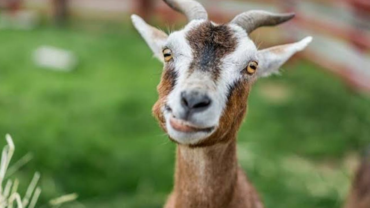 VIDEO: Cabra es venerada como un dios por su rostro parecido al de un humano