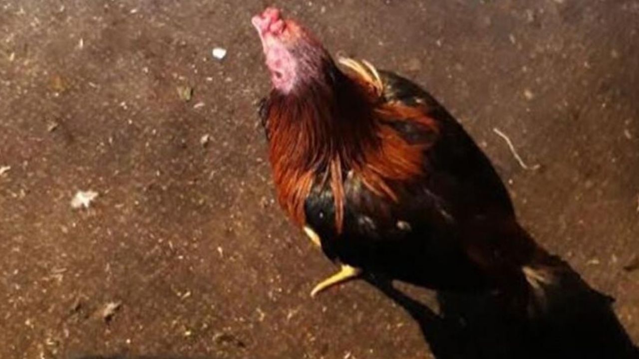 Hombre muere al ser atacado por un gallo durante una pelea clandestina