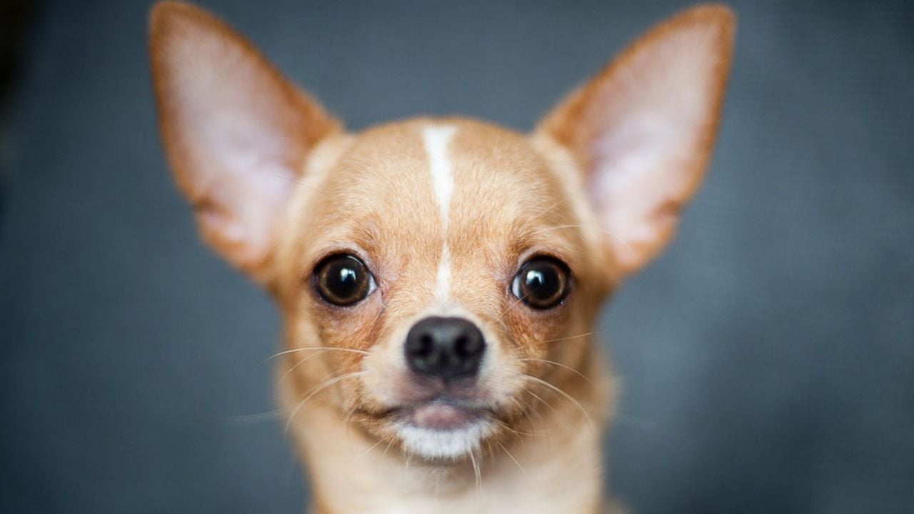 Veterinarios cortaban cuerdas vocales de chihuahuas para que no ladraran