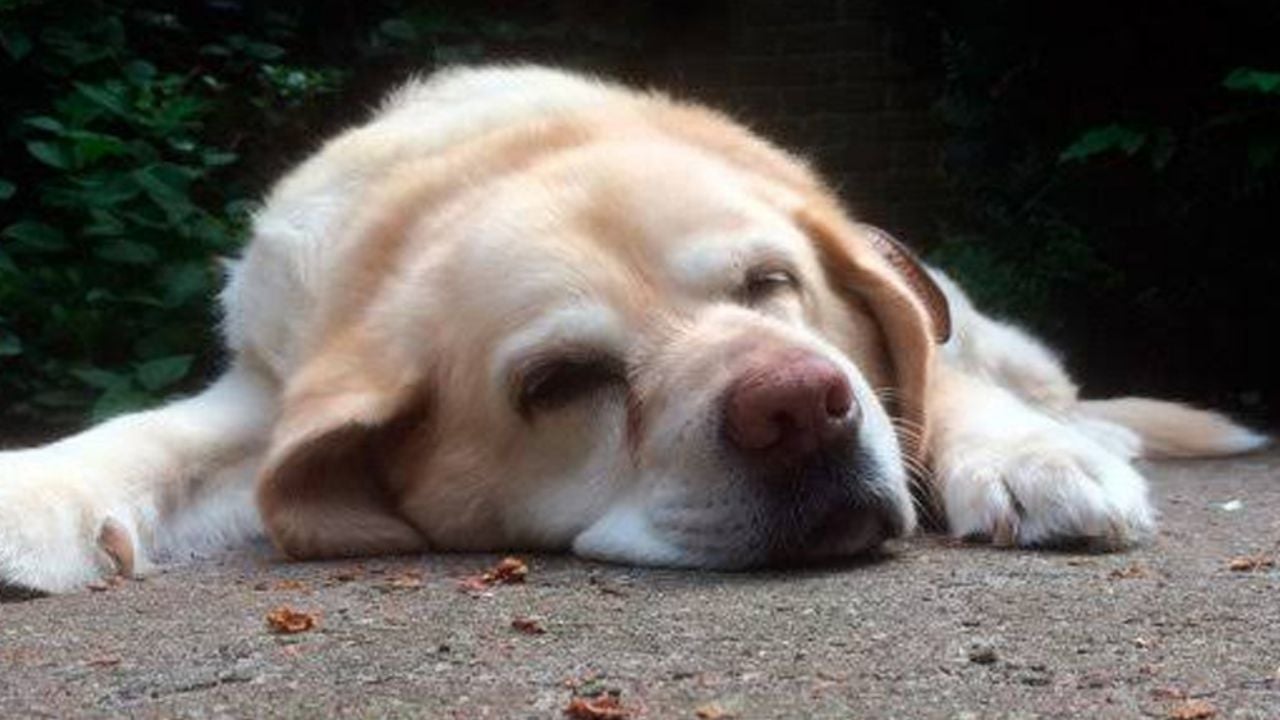 Habitantes de Culiacán denuncian envenenamiento masivo en mascotas