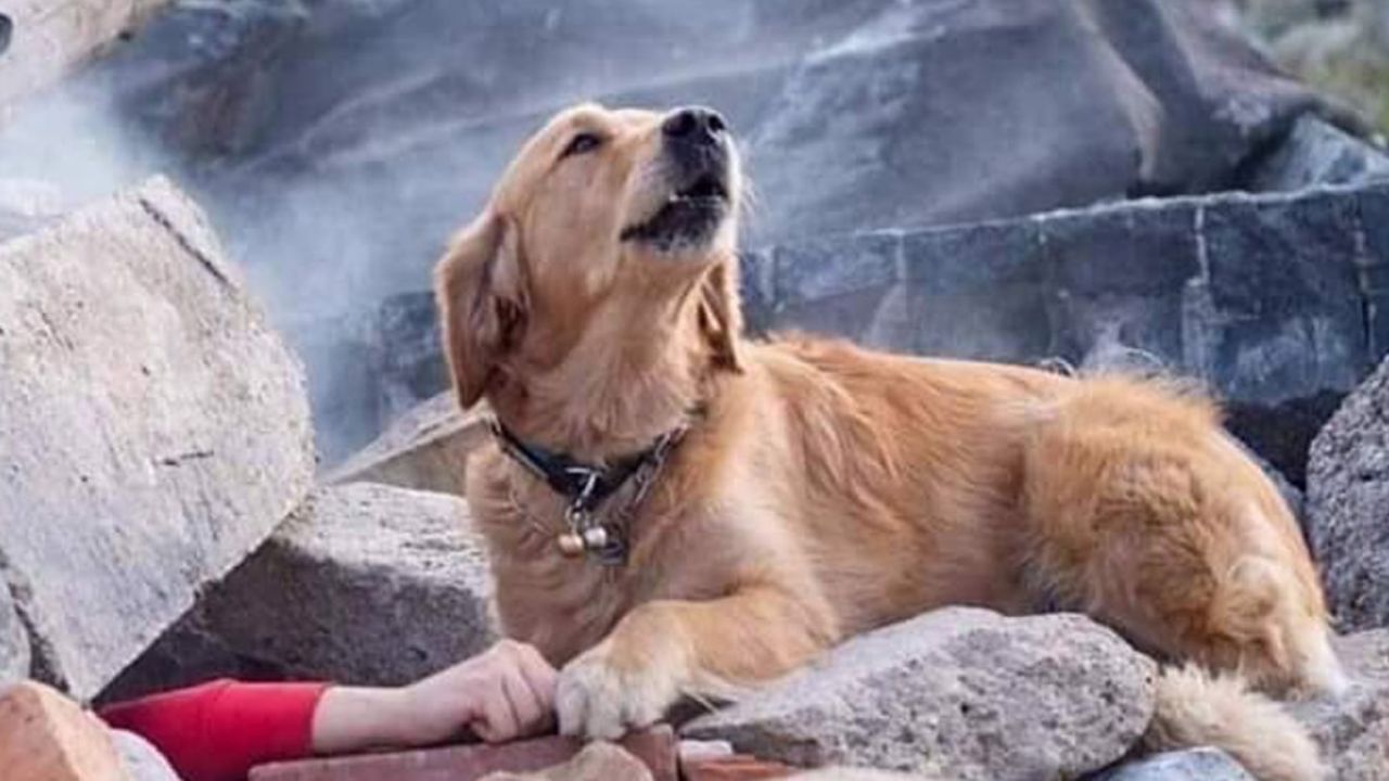 Perro busca desesperado a su dueño en los escombros de un edificio en Turquía