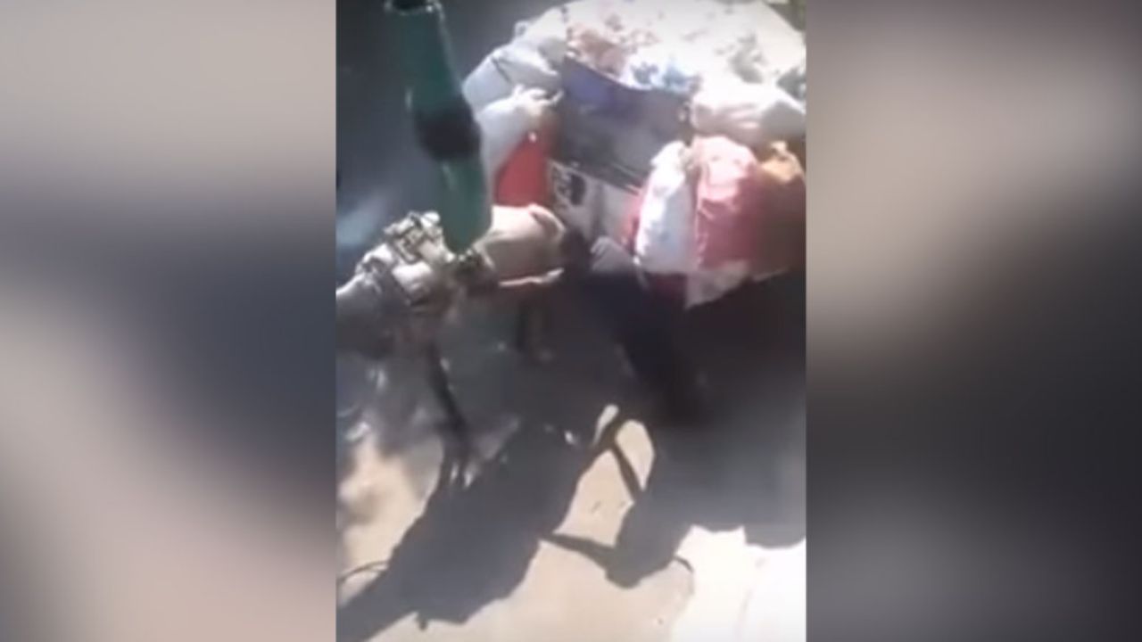 Caballo es maltratado al ser obligado a jalar grandes cantidades de basura