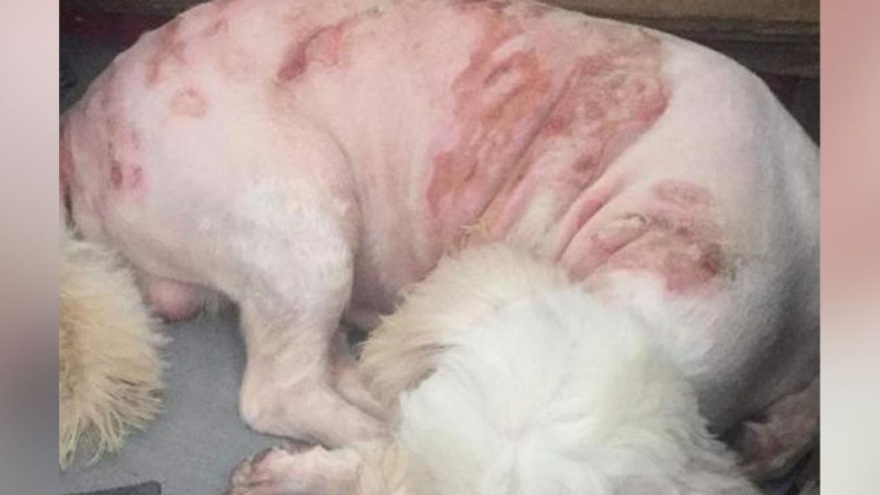 Maltrato animal: Perro es quemado con agua hervida en el 50% de su cuerpo