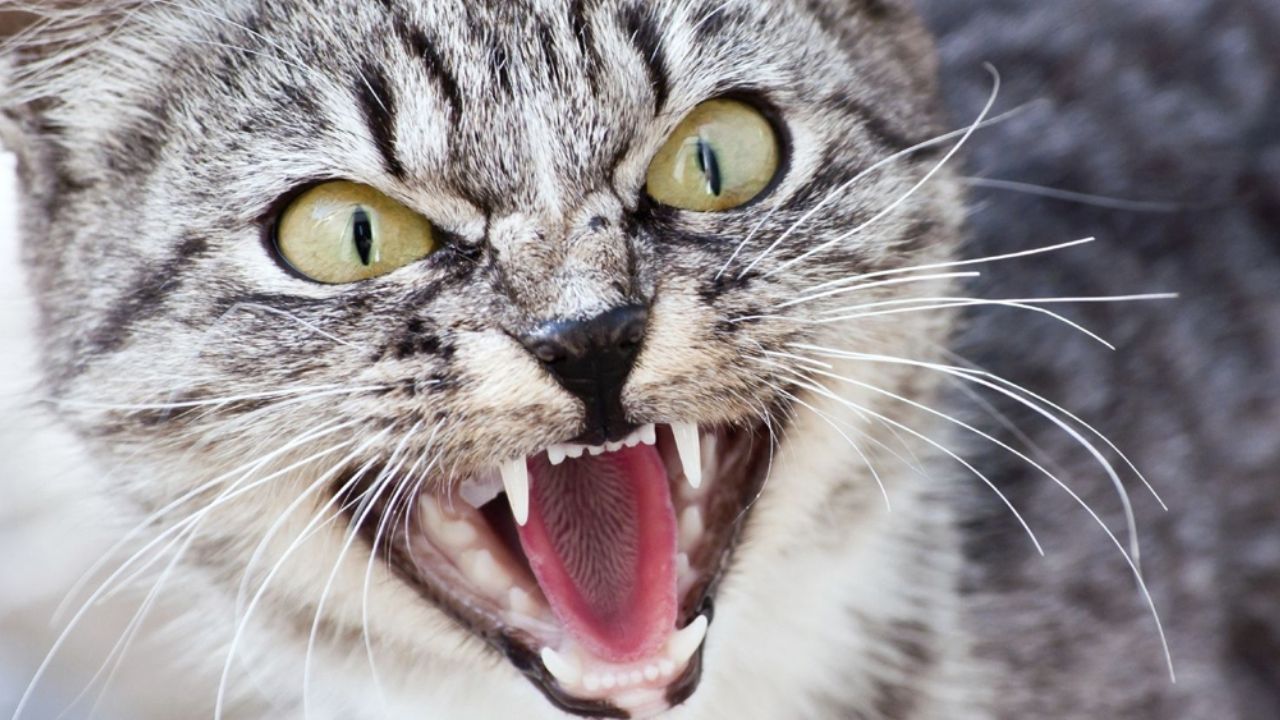 Mujer queda 2 días atrapada en su cocina luego de que su gato la atacara