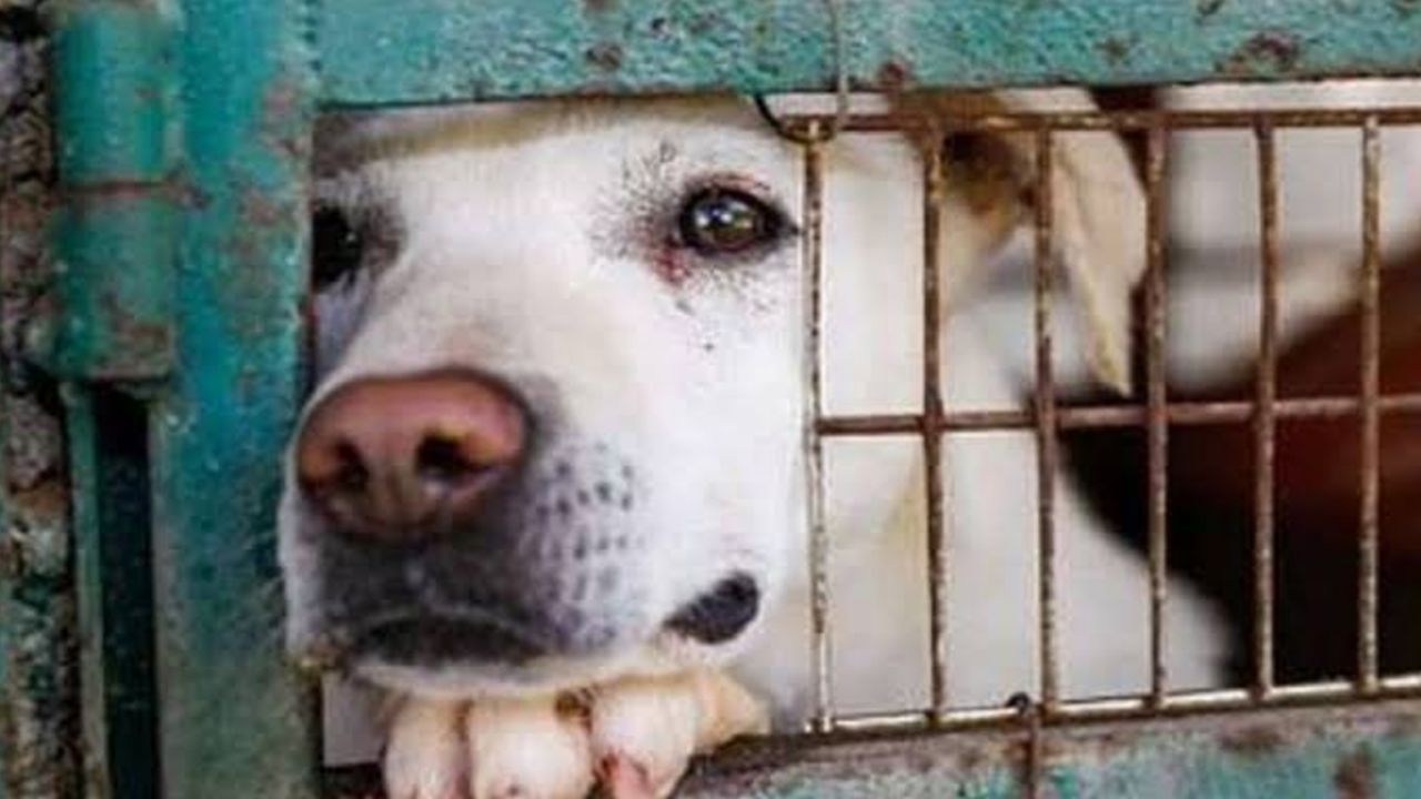 Diputada del PRD propone reforzar sanciones por maltrato animal