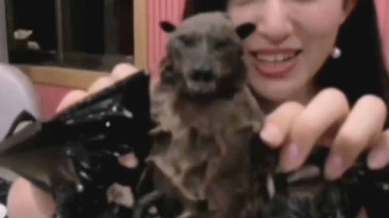 ¿Ignora el coronavirus? La verdad sobre clip de joven que ‘devora’ un murciélago