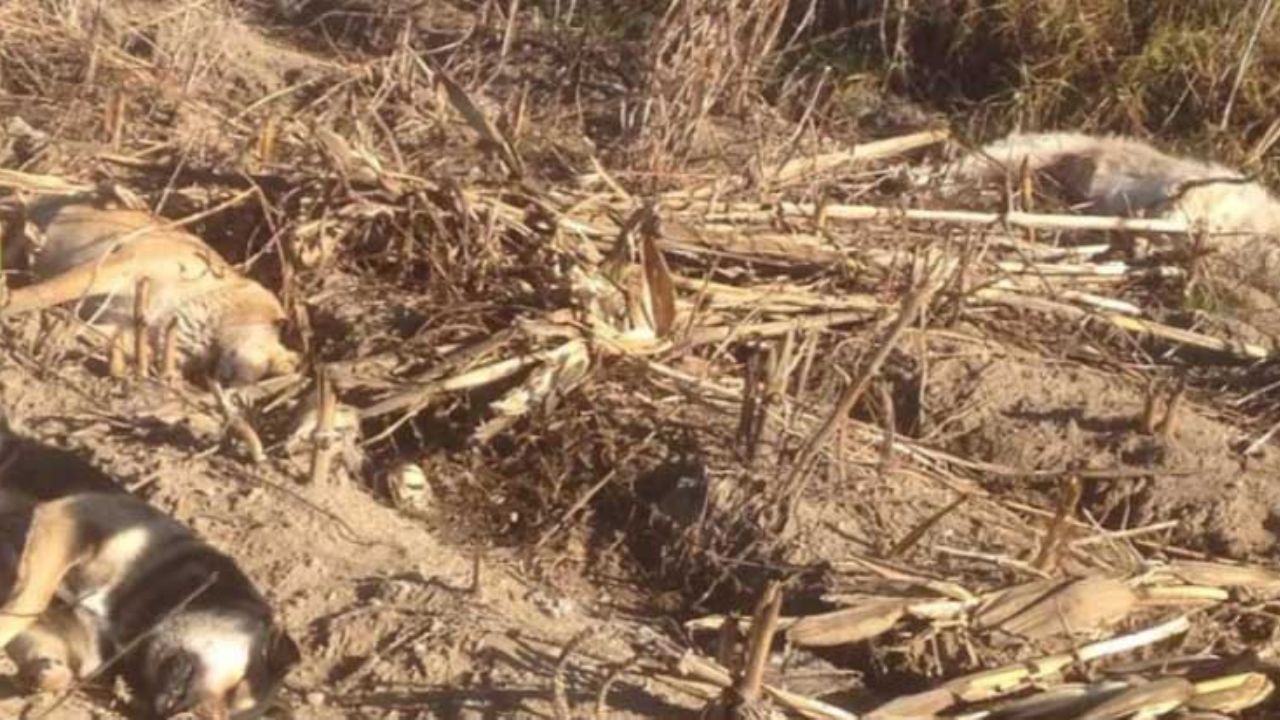 Amanecen 56 cadáveres de perros en baldío; fueron envenenados