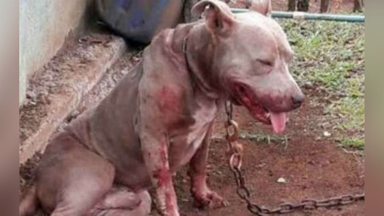 Perro pitbull queda ciego luego de que su dueño lo roció con ácido en la cara