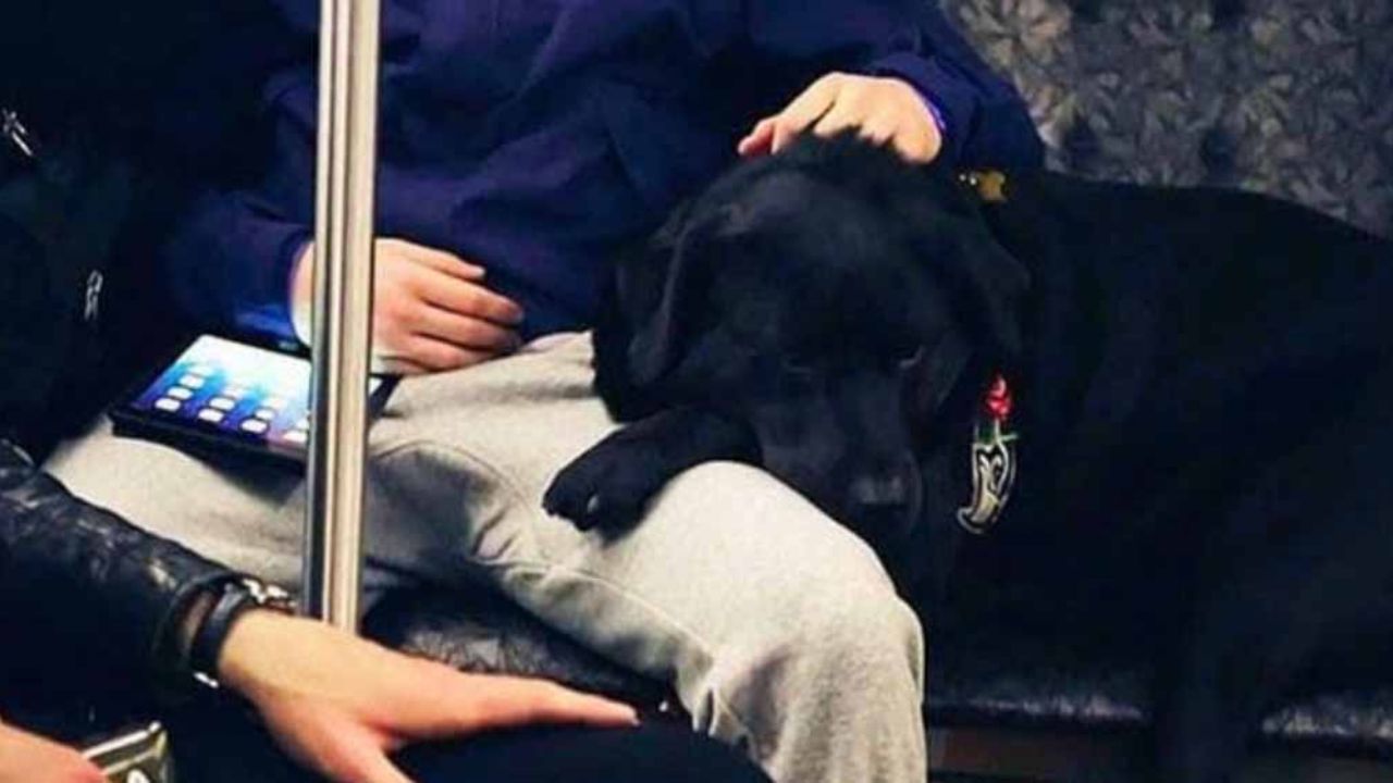 VIRAL: ¡Suben, joven! Perrita toma el autobús para ir al parque todos los días