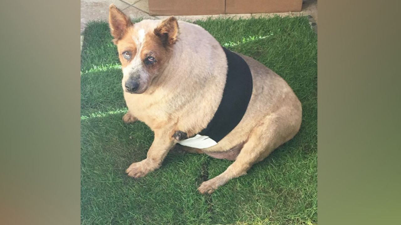 Segunda oportunidad: Mujer rescata a perro con sobrepeso y lo pone a dieta