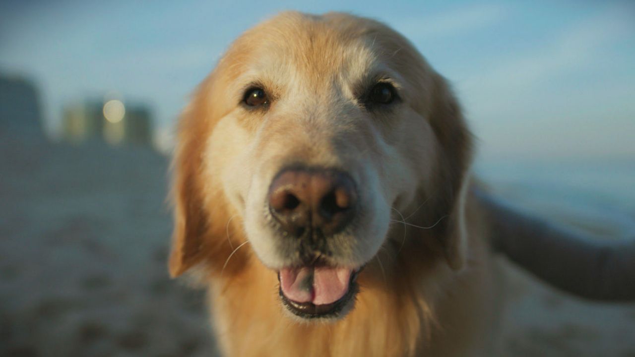 VIDEO: El conmovedor comercial que pasarán en el Super Bowl y te hará llorar