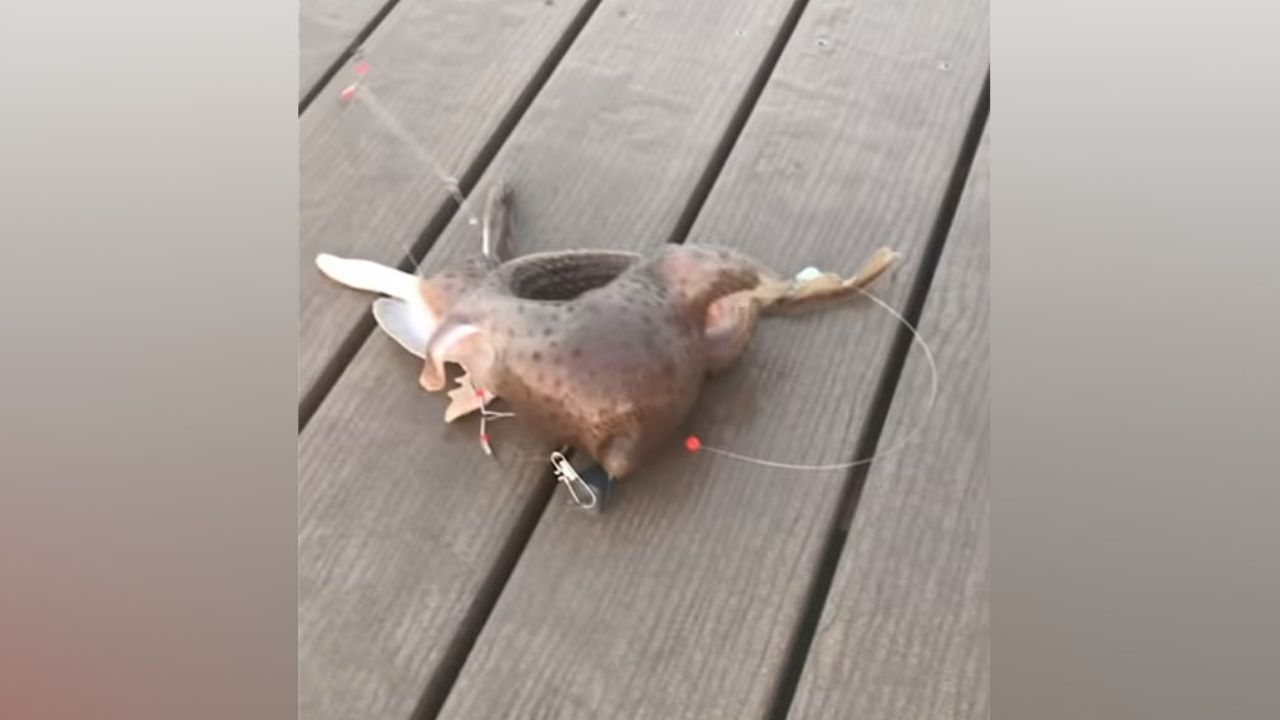 “¿Qué demonios es?”: Captan a extraña criatura en muelle de Nueva York