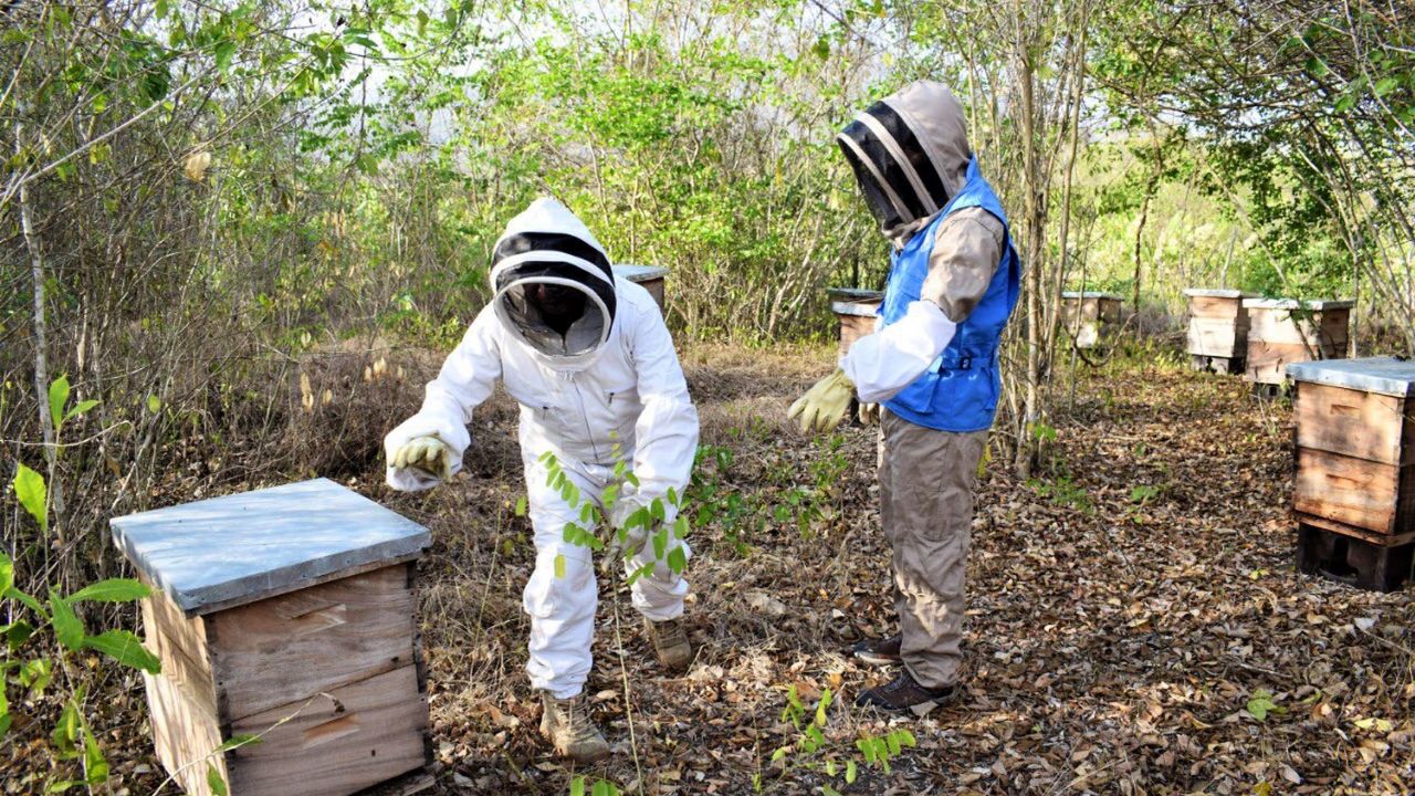 Miel ‘pirata’ deja sin oportunidad en el mercado a los apicultores de Sonora