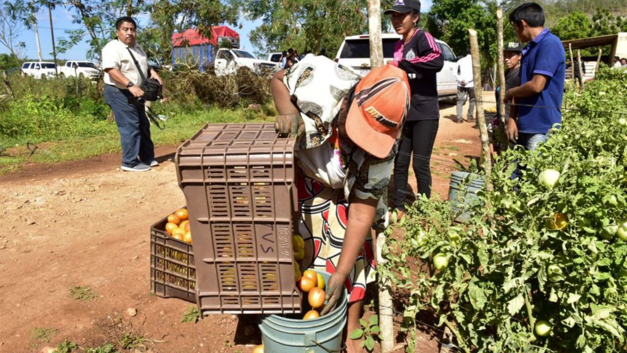 Gaseo, un método poco saludable para la maduración de tomate sonorense