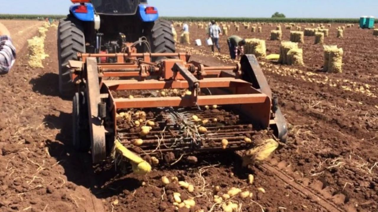 México confirma autosuficiencia en producción del cultivo de papa en 2020