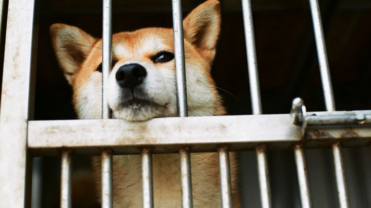 China prohibiría el consumo de perros y gatos por crisis del coronavirus