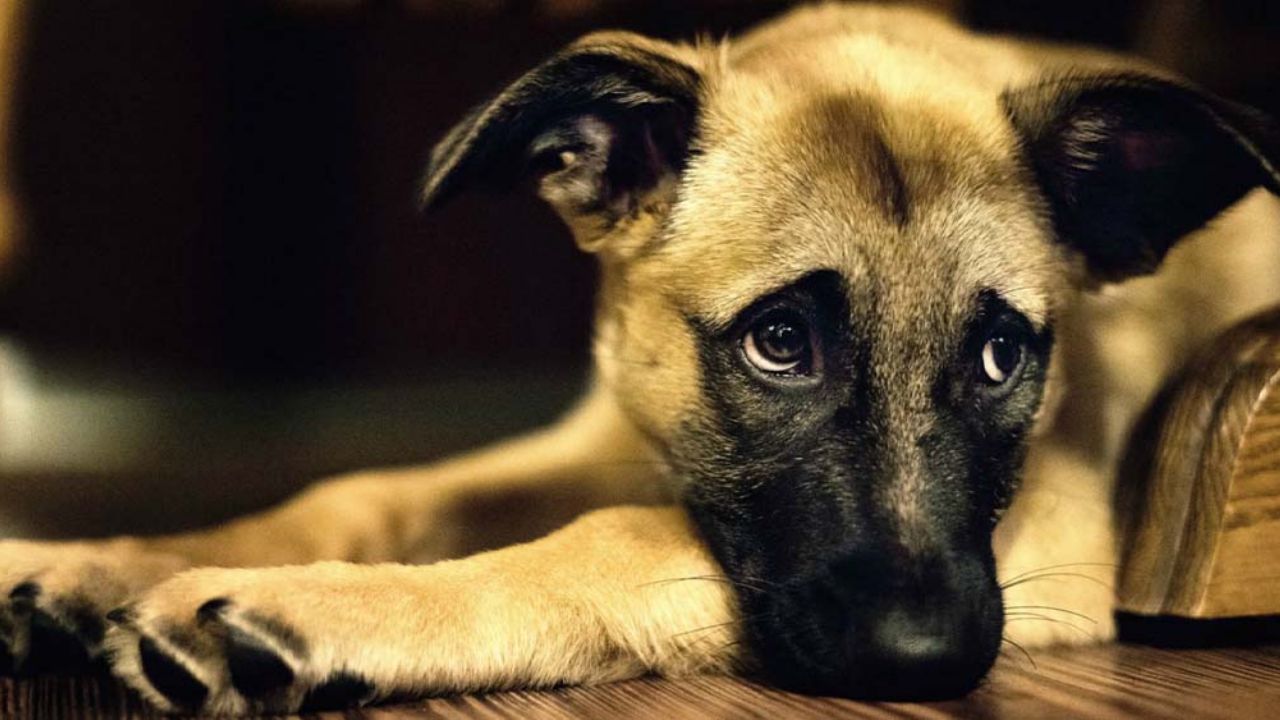 Vecino provoca quemaduras en el 50% del cuerpo de un perrito en Sinaloa