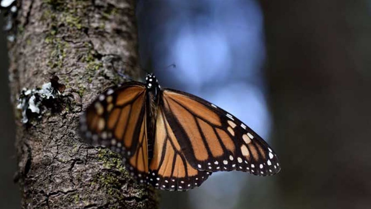 Hallan muerto a otro defensor de la mariposa monarca tras desaparecer