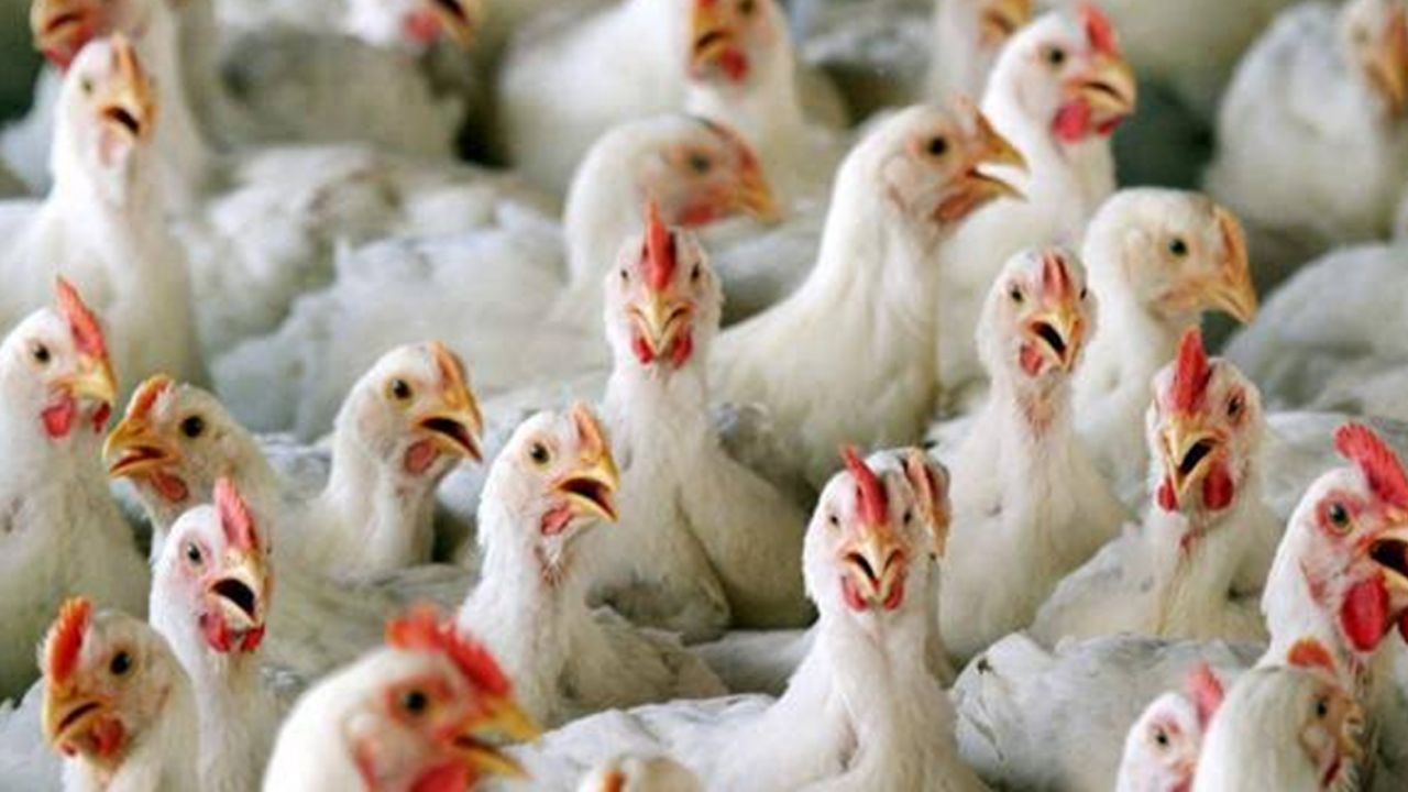 China sacrifica casi 18 mil pollos para contener nuevo brote de gripe H5N1