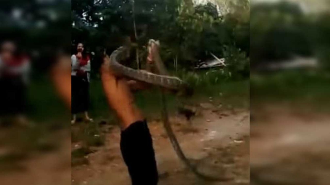 VIDEO: Mortal cobra se rebela a su domador; lo asesina de dos mordidas
