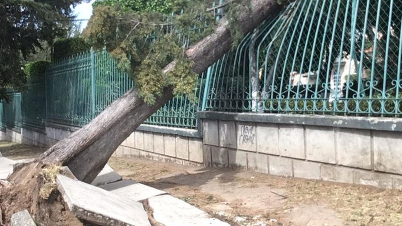 Masiva caída de árboles en Edomex y CDMX deja 6 personas heridas