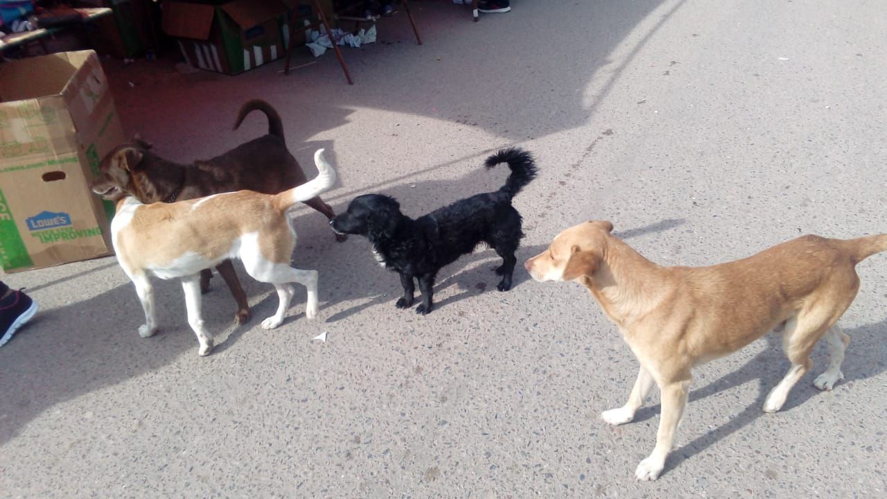 En Huatabampo encabezarán campaña masiva para esterilizar perros y gatos