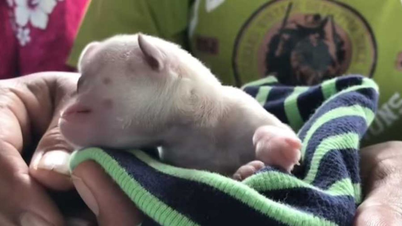 VIDEO: Kevin, el perrito callejero de un solo ojo que maravilla al mundo