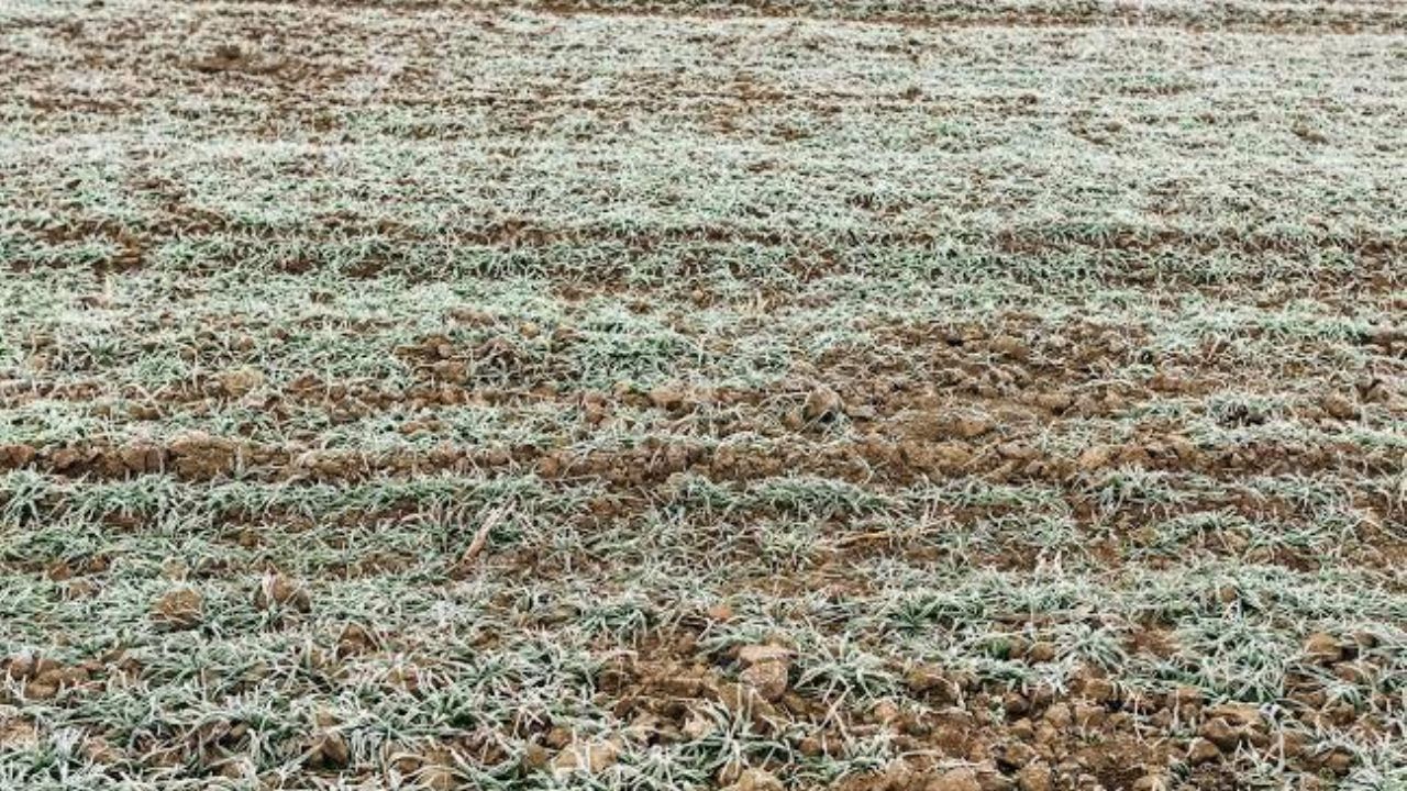Distrito de Riego de Navojoa estará en alerta por las bajas temperaturas