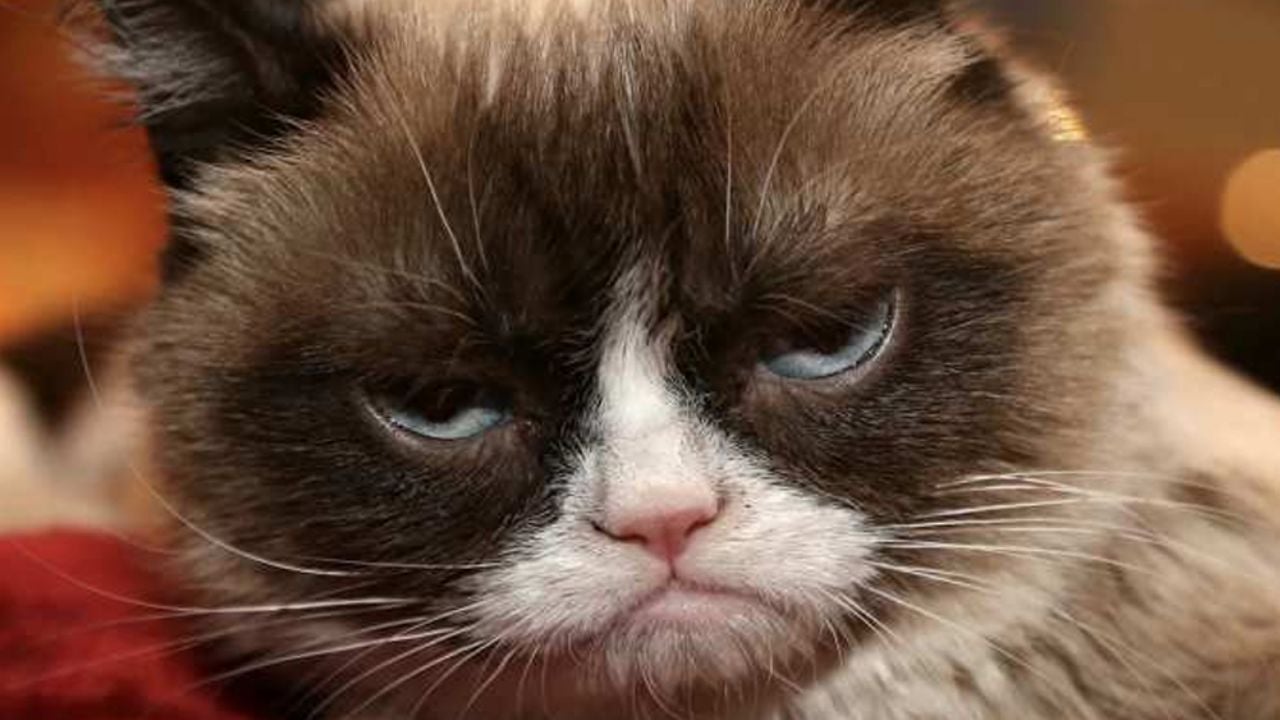 Encuentran gata con gesto gruñón y la bautizan como la nueva Grumpy Cat