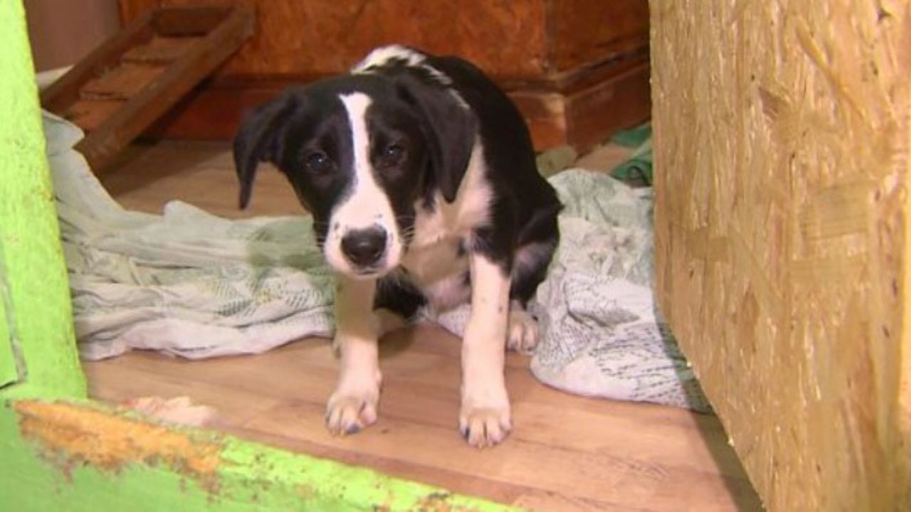 Una cruel pareja rusa adopta perro de un refugio para matarlo y cocinarlo