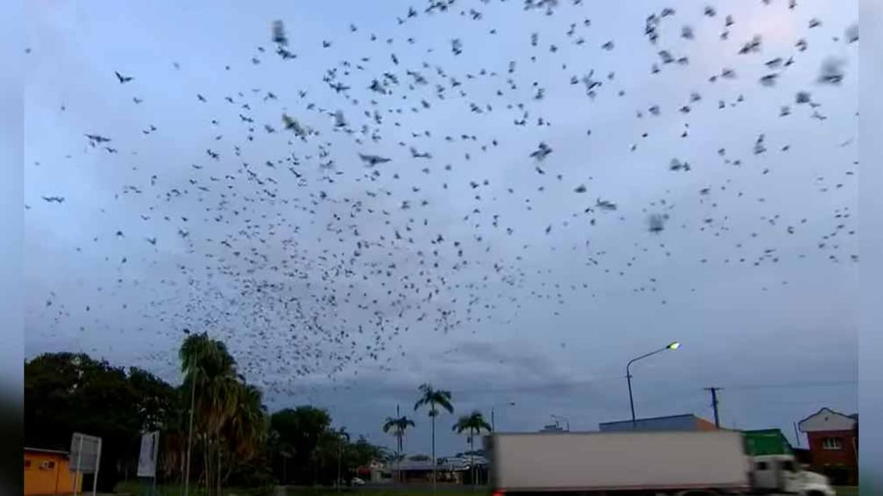 VIDEO: ¡No salen ni a la esquina! Plaga de murciélagos causa terror en pueblo