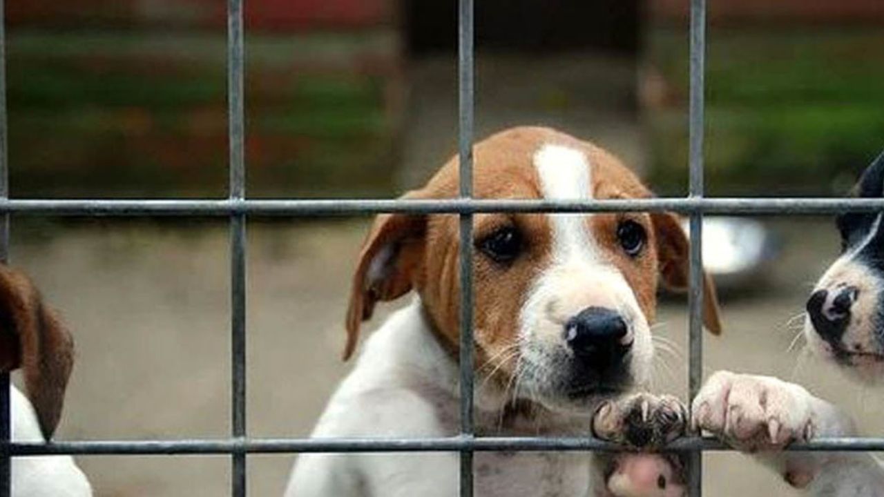 Mascotas en China: Las indefensas víctimas colaterales del coronavirus