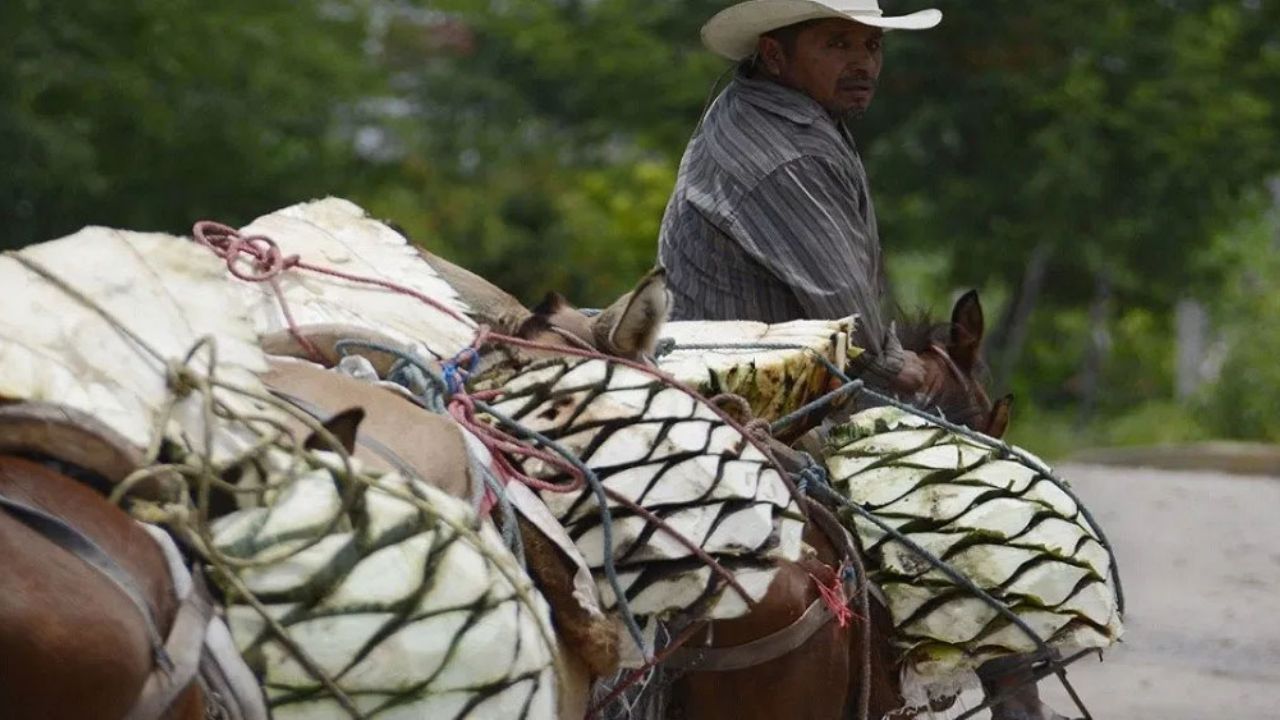 (VIDEO) De amapoleros a mezcaleros: La opción de campesinos en Guerrero