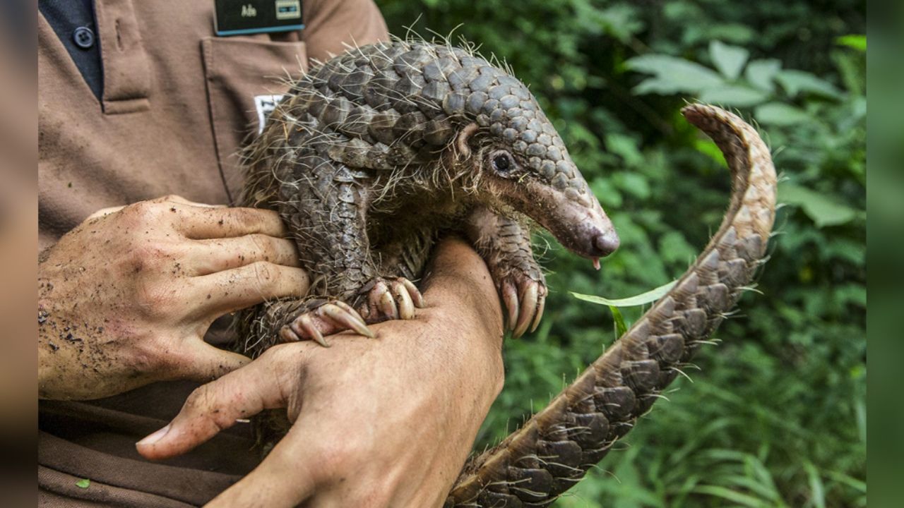 Pangolín, mamífero de piel escamosa y presunto transmisor del coronavirus