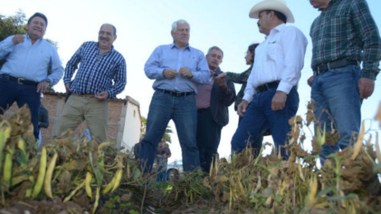 Cultivos de la región del Mayo sufren daños parciales por heladas
