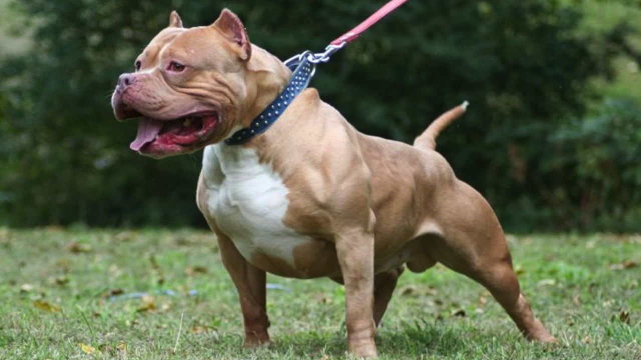 ¡Trágico ataque! Asesinan a balazos a un pitbull tras agredir ferozmente a sus vecinos