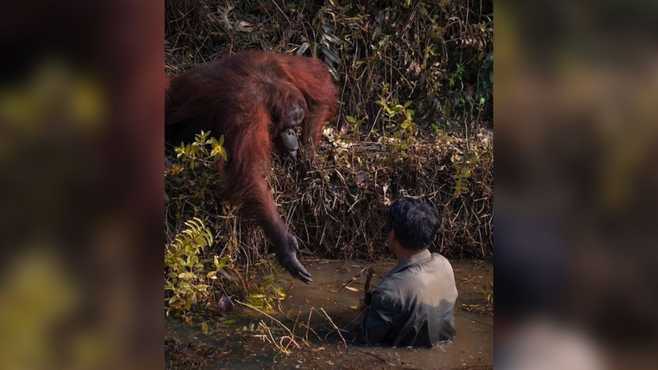 Orangután le ofrece ayuda a un hombre atrapado en un río lleno de serpientes